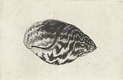 Schelp, achatina achatina