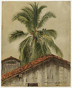 Palm Trees and Housetops, Ecuador