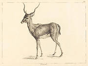 Gazel (Gazelle)