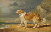 Rough-Coated Collie