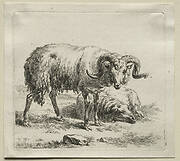 Animalia: Ram and Sheep