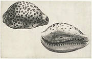 Schelp, cypraea tigris