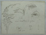 Studies from the Rio Magdalena, Colombia: Tree Tops, Flying White Bird, Vines, and Three Flowering Plants