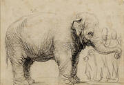 An Elephant