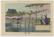 Wisteria at Kameido